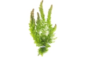 Live Hornwort Plant - 2 Extra Large Bunches of Pond Plants by Aquatic Arts - Over 10 Stems by Aquatic Arts