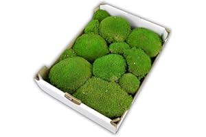 MOOS DESIGN Steige Moos konserviertes Kugelmoos für Moosbilder Mooskugeln Dekomoos Moos für die Dekoration haltbares echtes Moss für die Herbstdeko Deko