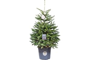 Vannucci Piante - Vero Albero di Natale di 10 anni, Abete di Natale, Pianta vera, Altezza 125/150 cm, Abies nordmannia