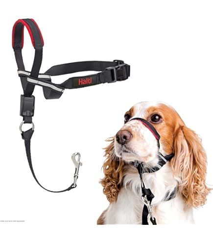 Spelletjes voor het trainen van je hond: tips en voordelen - Dobermann Club