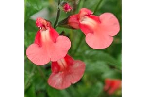 MID NURSERIES Salvia 'Regal Salmon'- Salvia That is Ready to Plant Out- Comes Back Every Year (Hardy) - Flowers from Summer to Autumn- Loved by Bees (Middleton Nurseries) (P9(9cm Pot))
