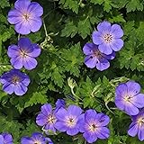 Geranium hybride"Rozanne" | Storchschnabel Pflanze | Bodendecker Winterhart Mehrjährig | Höhe 25-35cm | Topf-Ø 13cm