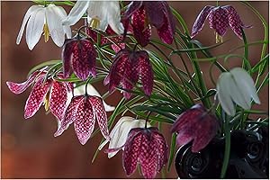 OLIWIER'S BULBS 10x Fritillaria Meleagris Mixed Spring Flowering Bulbs Snakes Head Lily Hardy Perennials