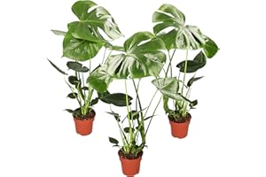 BLUME IDEAL Monstera Deliciosa Lot de 3, 55-70 cm, Pot de 14 cm Ø, Ensemble de plantes pour appartement et bureau, Qualité de professionnel de plantes, Expédition rapide de plantes, Idéal pour la verdure