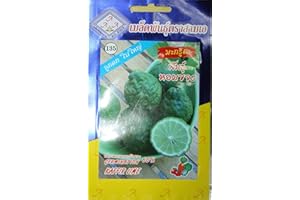 ASTONISH 15seeds Thai Combava, Citrus Hystrix, Bai Magrood, Leech Lime Graines par 3A