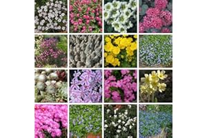 Nurseryman's Choice Alpine Mix Jumbo Plugs: Vibrant, Easy-to-Grow Rockery Flowers for Pots, Containers, and Gardens – Low Maintenance Selection 5 Plugs by Thompson & Morgan (5)