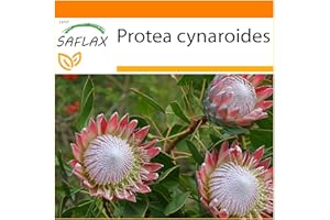 SAFLAX - Jardin dans le sac - Protée royale - 5 graines - Protea cynaroides