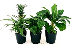 POWERS TO FLOWERS - PIANTA DEL BANANO, PIANTA DEL CAFFE', PIANTA DELL'ANANAS, TRIS PIANTE DA FRUTTO TROPICALI, vaso13CM, piante vere
