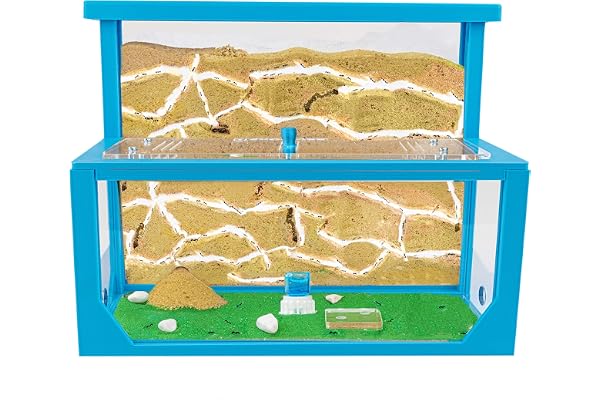 AntHouse - Fourmilière Naturelle en Sable 3D | Kit L (Sandwich + Caisse de Fourrage) | Ferme de Fourmis Bleu | Colonie de Fourmis Incluse