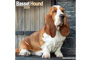 Basset Hound Calendar 2026 Square Dog Breed Wall Calendar - 16 Month