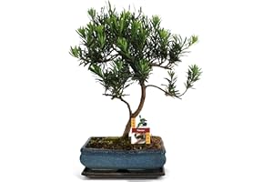 Exotenherz - Bonsai Steineibe - Podocarpus macrophyllus - ca. 12-15 Jahre