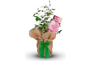 CARBETH PLANTS Happy Retirement Rose Bush Gift Wrapped - Help A colleague Or Friend Celebrate