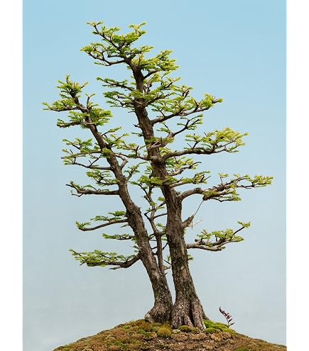 Seedeo Bonsai Anzuchtset Blaue Atlaszeder (Cedrus atlantica glauca) :  Amazon.de: Garten
