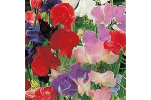 SUTTONS EST. 1806 Suttons Sweet Pea Seeds Old Fashioned Scented Mix Flower Seeds, Approx. 30 Seeds per Pack, Grow Your own Fragrant Sweet Pea Plants from Seed, Ideal for Beds and Borders, Greenhouses