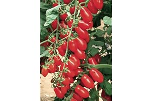 GENERICO piantine da orto pomodori melanzane peperoni (pom.datterino rosso 10 piante)