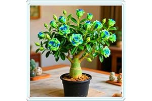 KVHSVB Resistente a la sequía y fácil de cultivar, una maceta de Rosa del Desierto puede embellecer el balcón.-1bulbos-B