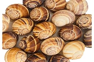 NIPORO 20 Leere Schneckenhäuser groß zum Basteln für Einsiedlerkrebse zur Deko im Aquarium zum bemalen