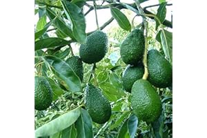 MITAIYAU 10 Pièces/Sac Graines D'avocat Saines Et Durables De Petite Taille Graines D'avocat Naturelles Pour Jardin Facile à Cultiver Des Graines Graines d'avocat