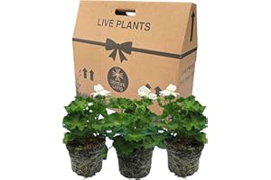 VERDANT LIVING Geranium Plants Live for Planting - 3 Large 1ltr Pot Size Garden Ready, Well Rooted, Established Pot Bedding. Add Flower Colour to Containers, Baskets, Patio & Beds. Smart Jenny White Flowers