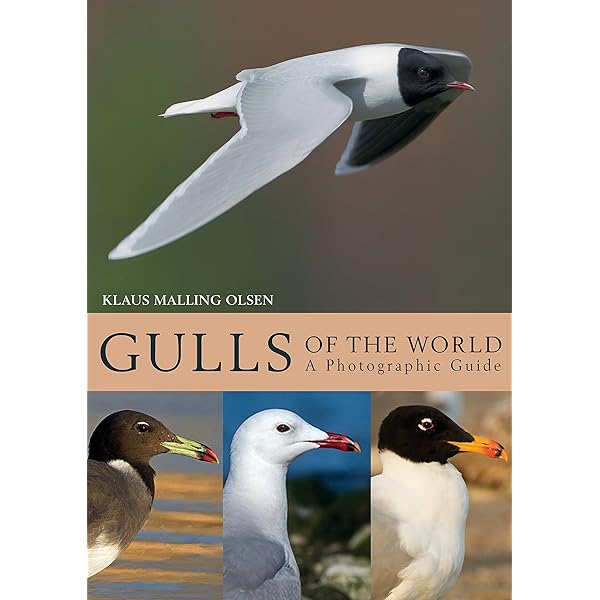 Gulls of Europe, Asia and North America (Helm Identification