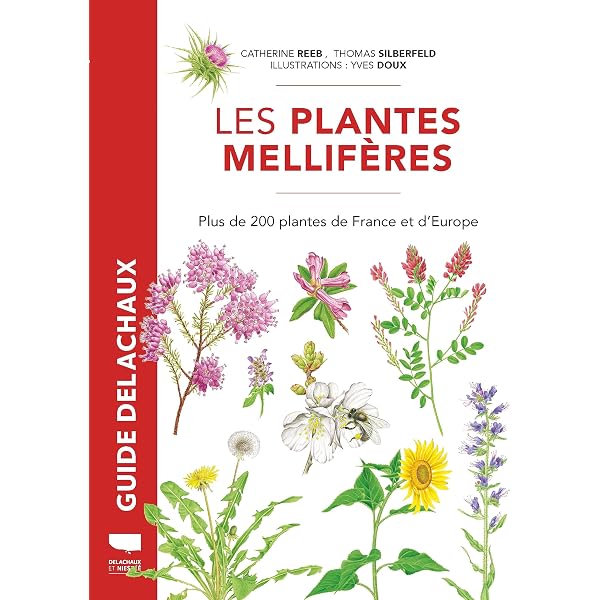 Plantes mellifères de nos jardins : à préserver pour les abeilles