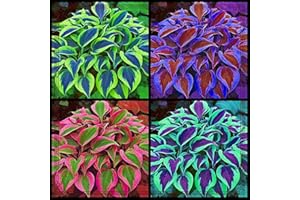 PJFNHD Hosta Bulbs for Planting Now UK Mix Golden Jade Carving Feels Perfect UK Now Simple Planting Perennial Strong Plants That Grow Well