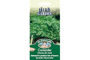 HERB GARDEN Mr Fothergill's Coriander Cilantro (for Leaf)