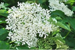 RP Seeds Sambucus nigra (Elderberry) - 10 Seeds. British Native Tree.