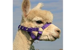 Homestead Farm Supplies ALPACA HEADCOLLAR with BUCKLE Fastening - PURPLE - SMALL