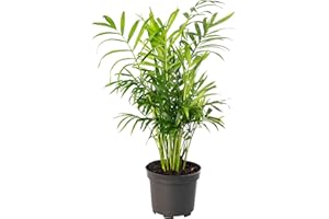 GARDENERSDREAM Chamaedorea Elegans Large Indoor House Plant Real Evergreen Tall Parlour Palm Big Exotic Rare Plants (30-40cm (Incl. Pot))