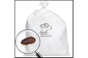 Livefoods4u Live Dubia Roaches - Medium 15-20mm - 100 Count Bulk Bag Livefood for Reptiles