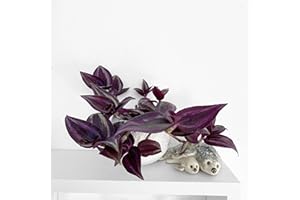 Clouds Hill Succulents Live Wandering Jew Succulent (Tradescantia albiflora) Potted Trailing House Plant (Plant & 6cm Round Pot), Purple