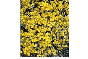 BALDUR Garten Echter Winter-Jasmin, 1 Pflanze, Jasminum nudiflorum, winterhart, mehrjährig, pflegeleicht, blühend, Jasminum nudiflorum, Zierstrauch, duftender Blütenflor