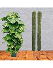 Toxx MOSS STICK 50SW Plant Moss Stick at ₹ 100/piece | मोस स्टिक in