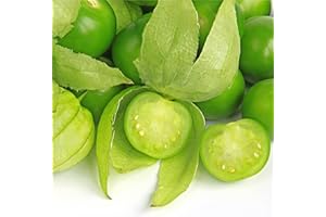 SEMISAUVAGE 100 Semillas de Tomatillo Verde - Physalis tomate jardín - Semillas campesinas