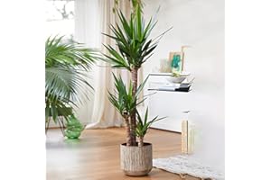 GARDENERSDREAM Yucca Elephantipes Large Indoor House Plant Real Evergreen Tall Plants (40-50cm)