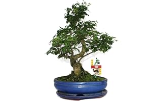 Exotenherz - Bonsai Chinesischer Liguster - Ligustrum sinensis - ca. 10 Jahre