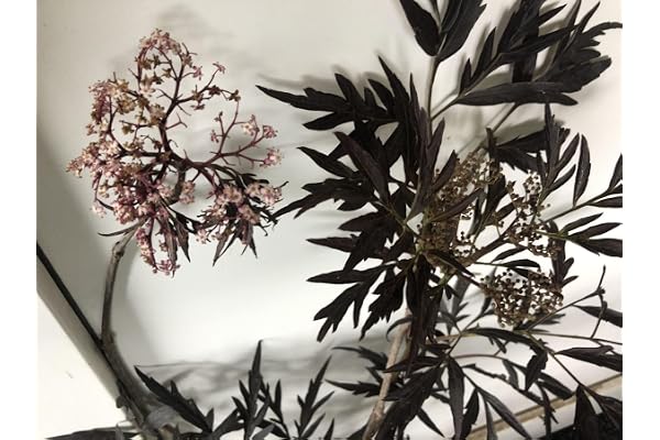 Sambucus nigra 'Black Lace'® ('eva') - Sureau Noir 'Black Beauty', Sureau Pourpre 30-40 cm en pot