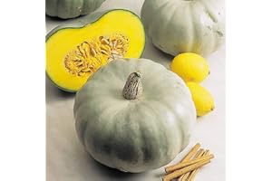 Suttons Squash Seeds - F1 Crown Prince, Squash Seeds, Vegetable Seeds, Cucurbita, 5 Seeds per Pack, Grow Your own, Ideal for Greenhouse, Garden and trellises