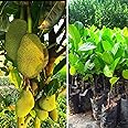 AGRO ALIVE Vietnam super early Jackfruit plant Grafted vieatnam jackfruit plant 1-1.5 feet plant