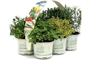 AMORI E AROMI Piante di erbe aromatiche in vaso (6)