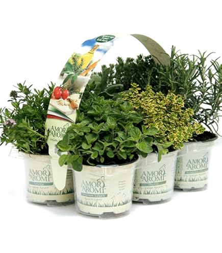 Pianta Di Erba Luigia In Vaso 14 Cm - Aromatica Al Profumo Di Limone, Per Infusi, Liquori, Cucina