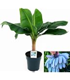 Pianta Di Ananas Comosus Amigo, 35-45 Cm, Pianta D'Appartamento Esotica Con Frutto, Regalo Verde, Vaso Coltivazione