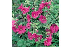 GARDENERSDREAM 1 X LAVATERA 'Burgundy Wine' Tree Mallow SEMI-Evergreen Shrub Hardy Plant in Pot