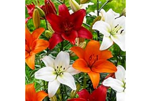 Asian Lily Onion Collection, 15 Bulbs, 5 Varieties, Perennial and Hardy Flower Bulbs Mix, Mix of Holland (Large Tubers, No Seeds, Not Artificial)