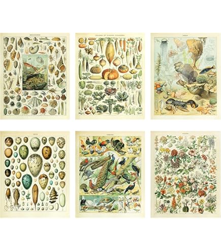 Meishe Art Insekten Poster 40x50cm - Vintage Entomologie Wanddekoration