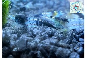 Topbilliger Tiere Blue Carbon Rili Garnele - Neocaridina davidi 5X