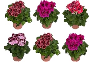 DECOALIVE Seis Unidades de Pelargonium - Geranios Naturales - Plantas de Exterior