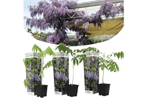 Plant in a Box - Wisteria sinensis - Wisteria glycine - Set de 3 - Pot 9cm - Hauteur 25-40cm