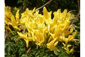 Bignonia capensis "Tecoma Aurea" pianta rampicante in vaso ø9 cm a cespuglio Vivaio di Castelletto